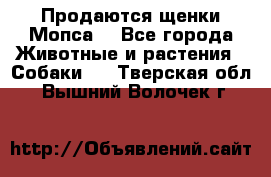 Продаются щенки Мопса. - Все города Животные и растения » Собаки   . Тверская обл.,Вышний Волочек г.